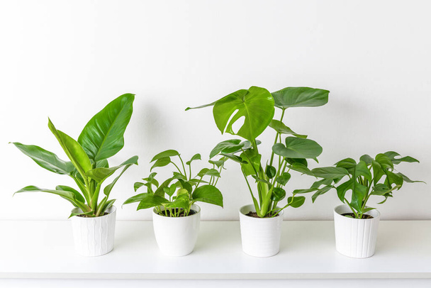 Collection of various tropical houseplants displayed in white ceramic pots. Potted exotic house plants on white shelf against white wall. - Fotó, kép