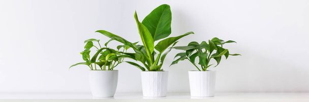 Collection of various tropical houseplants displayed in white ceramic pots. Potted exotic house plants on white shelf against white wall. Home garden banner. - Foto, Imagen