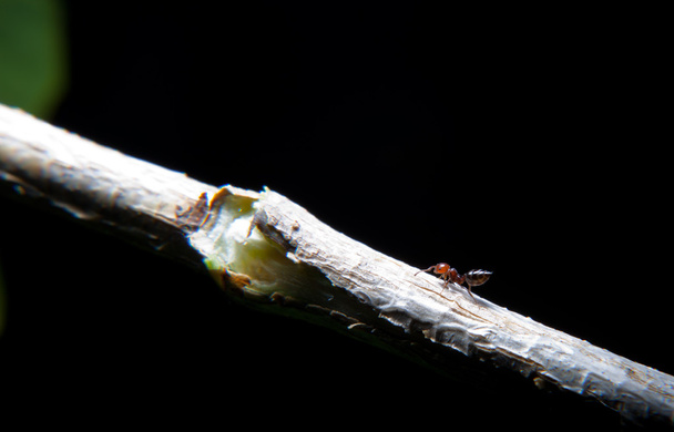 Formiche che salgono su un ramo d'edera
 - Foto, immagini