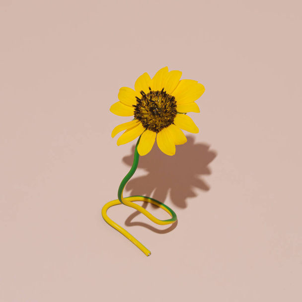 優しいパステルピンクの背景の黄色の花. - 写真・画像