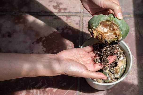 Gardener holding and check a root rotten of Astrophytum Myriostigma cactus. Cactus rot is one of the main causes of cactus death from fungal and bacterial diseases attack or over-water them. - Photo, Image