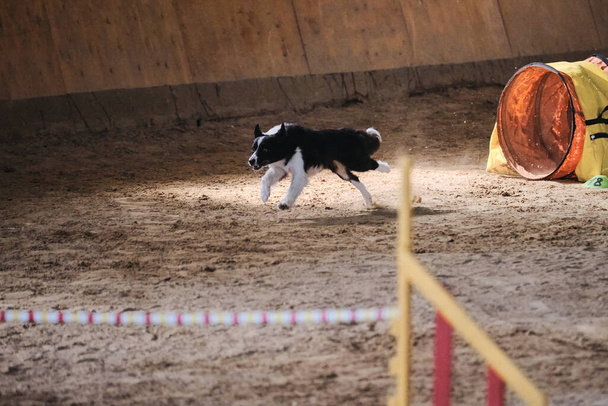 Μαύρο και άσπρο περίγραμμα Collie τρέχει γρήγορα μέσα από την άμμο με τρελό πρόσωπο και ετοιμάζεται να ακολουθήσει τις εντολές του ιδιοκτήτη. Διαγωνισμοί ευκινησίας, αθλήματα με σκύλο για τη βελτίωση της επαφής μεταξύ κατοικίδιου ζώου και προσώπου. - Φωτογραφία, εικόνα