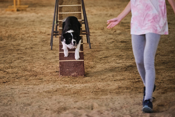 ペットと人との接触を改善するために犬と運動競技。黒と白の境界線のコリーは木製のブームに立って、慎重に次のコマンドを待って、所有者を見て. - 写真・画像