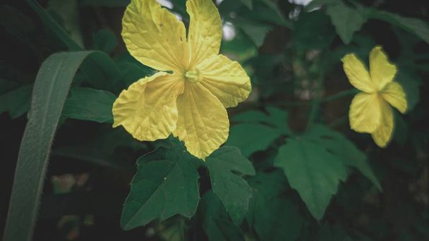 ガーデンと自然植物の黄色の花 - 写真・画像