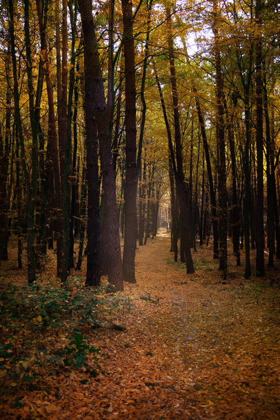 Φθινοπωρινό δάσος με κίτρινα δέντρα  - Φωτογραφία, εικόνα