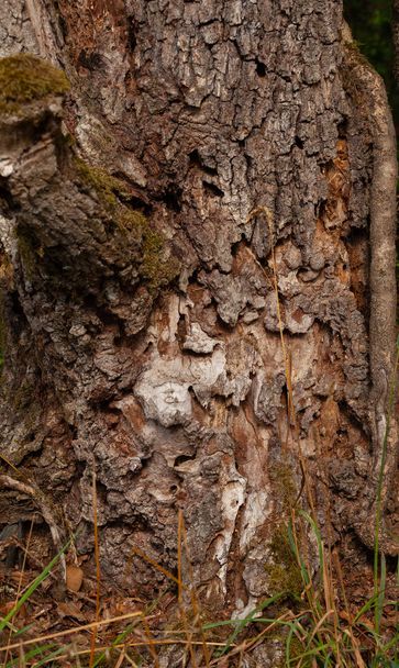 A closeup of a wood trunk with rough surface - Foto, Bild