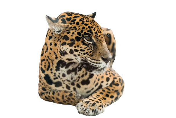 Jaguar (panthera onca) isoliert - Foto, Bild
