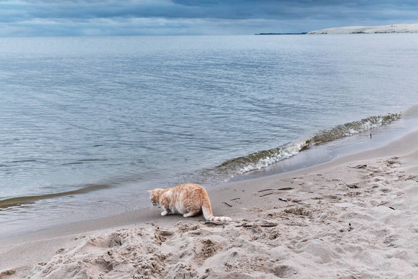 Морской пейзаж с песчаным пляжем и милой рыжей кошкой, играющей с волнами. - Фото, изображение