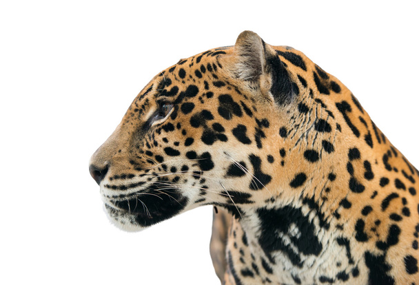 Jaguar (panthera onca) isoliert - Foto, Bild