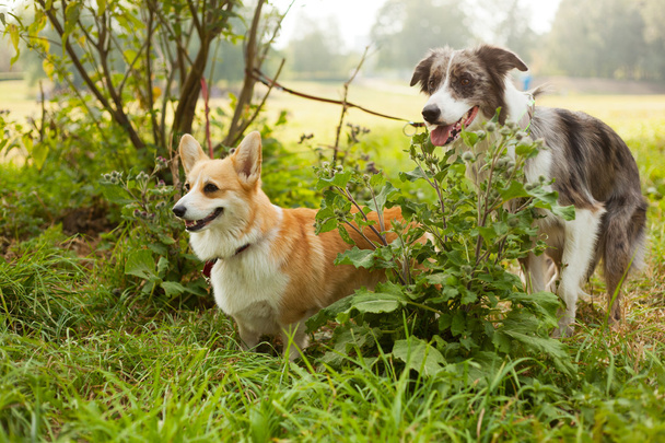 iki sevimli köpek park. sonsuza dek arkadaşız. Galce corgi bir - Fotoğraf, Görsel