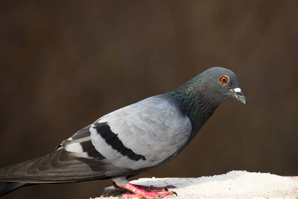 Indian Pigeon OR Rock Dove - The rock dove, rock pigeon, or common pigeon is a member of  the bird family Columbidae. In common usage, this bird is often simply referred to as the pigeon - Photo, Image