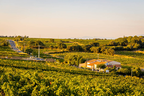 Vista do pôr-do-sol da região vinícola de Provence, no sul da França - Foto, Imagem