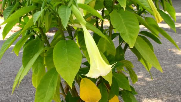 Brugmansia planta con flor amarilla - Metraje, vídeo