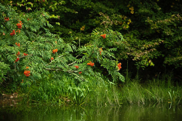 Ripe red mountain ash hanging over the river, summer forest landscape. - Zdjęcie, obraz