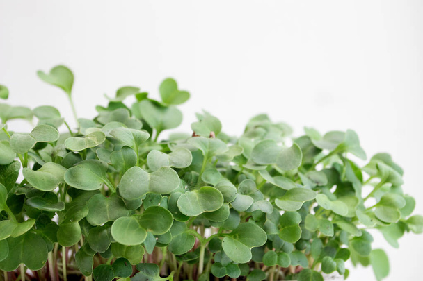 Growing fresh micro greens sprouts - Photo, image