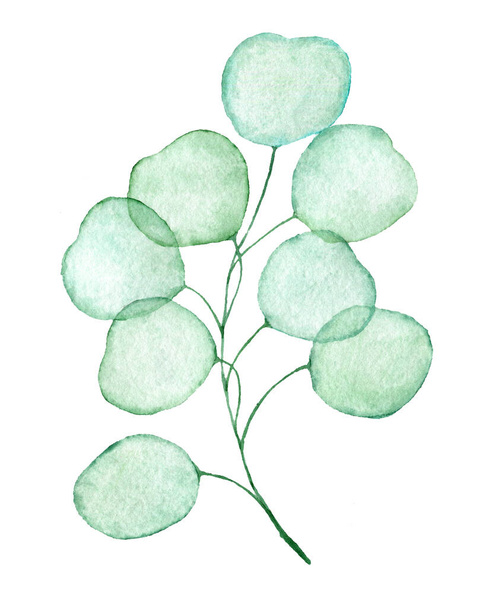 Tranparent eucalyptus twig drawn watercolor clip art - Foto, afbeelding