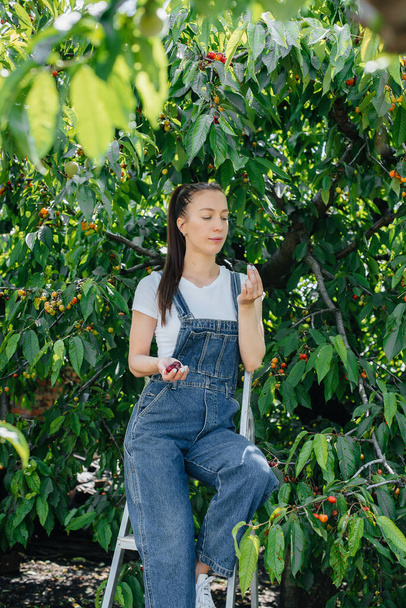 A young pretty girl on a stepladder in overalls collects and eats ripe sweet cherries in the garden on a summer day. - Фото, зображення