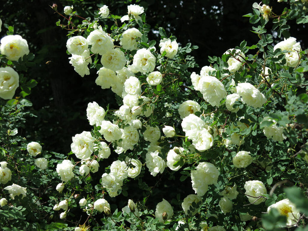 rosa mosqueta blanca florece con flores exuberantes en verano - Foto, imagen