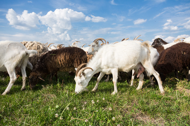 Goats  on a pasture  - Foto, afbeelding