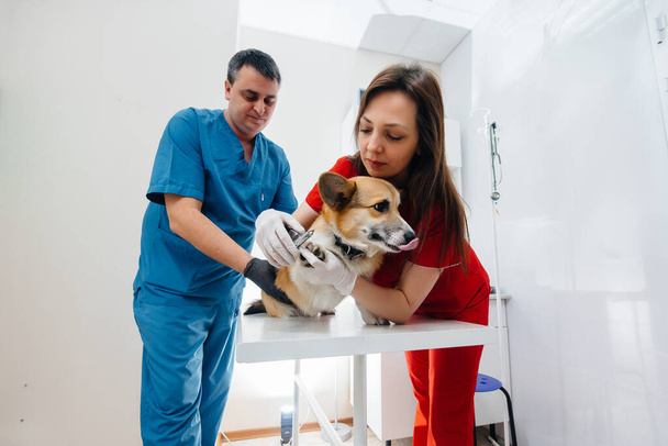 In a modern veterinary clinic, a thoroughbred Corgi dog is examined. Veterinary clinic - Foto, imagen