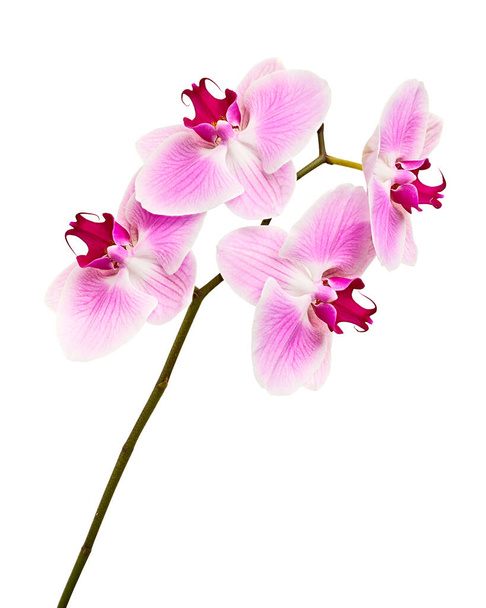 Flor púrpura de la orquídea, orquídea rosa phalaenopsis (polilla) aislada sobre fondo blanco, con trayectoria del recorte - Foto, imagen