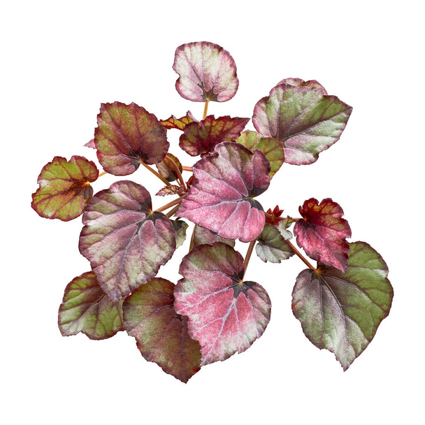 Rex Begonias leaves, Begonia rex foliage, Exotic tropical leaf, isolated on white background with clipping path - Photo, Image