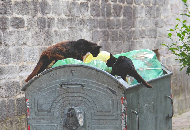 Controversia territoriale tra due gatti randagi su un contenitore per rifiuti. Gatti di strada pronti a combattere per il cibo. Gatti neri su un cassonetto. Gatti di strada Kotor. Animali senzatetto. - Foto, immagini