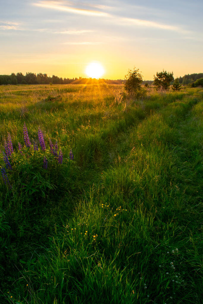 bright summer sunrise in the field - Fotografie, Obrázek