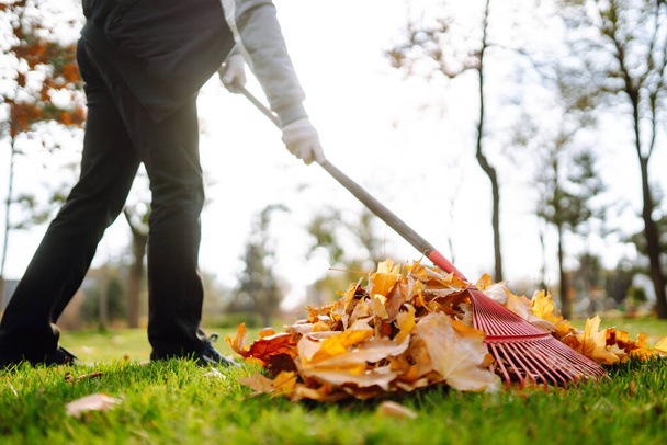 Rake with fallen leavesin the park. Autumn garden works.  Volunteering, cleaning, and ecology concept. - Photo, Image