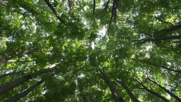 Düşük açı görünümünden bir ormanda uzun ağaçlar - Video, Çekim