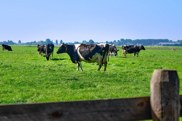 Niederlande, 8.9.2021-Kühe auf der Weide mit Bauernhof im Hintergrund. Niederländische Regierung will Bauern enteignen, um die Stickstoffkrise im Wohnungs- und Straßenbau zu lösen - Foto, Bild