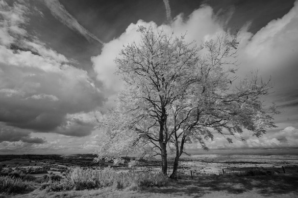 Lone Tree op de top van de heuvel bij Coaley Peak, Gloucestershire - Foto, afbeelding