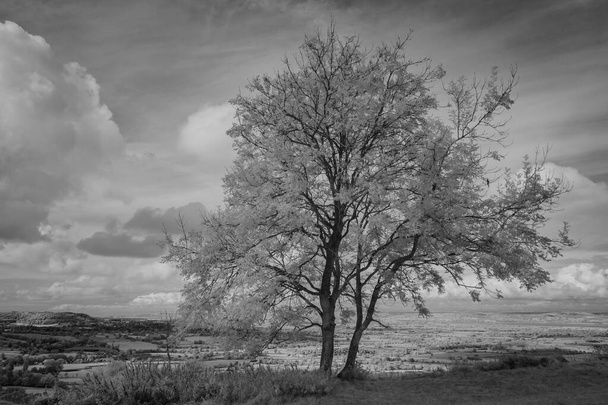 Lone Tree at Coaley Peak in infrared - Photo, Image