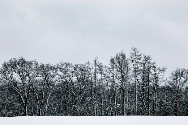Black and white winter snow European forest landscape. Overcast sky. Winter time. - Φωτογραφία, εικόνα