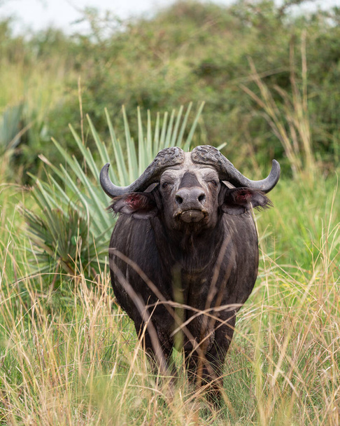 Afrikanischer Büffel (Syncerus caffer), Nationalparks Ugandas - Foto, Bild