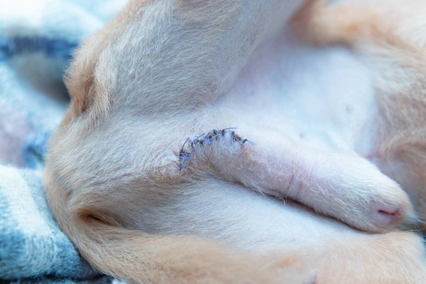 Fotografía de cerca de suturas quirúrgicas en el cuerpo del perro macho. Imagen hecha después de 10 días después de la operación de castración. - Foto, imagen