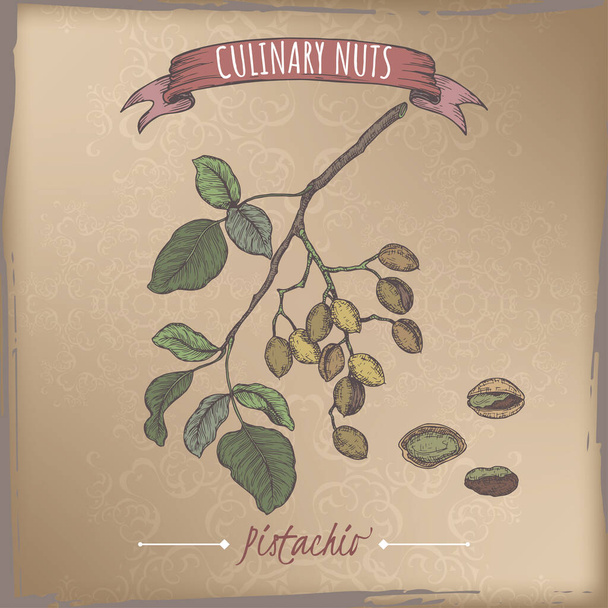Pistacia vera aka pistachio branch and nuts color sketch on vintage background. Culinary nuts series. - Вектор,изображение