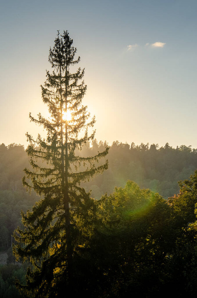 Landscape view of Sigulda Latvia. Single pine in direct sunlight - Photo, image