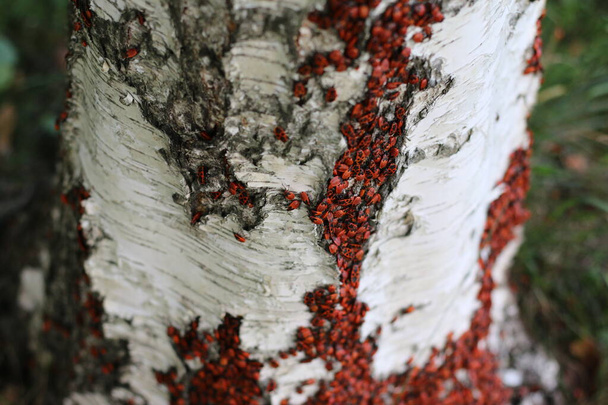 Rote Wanze Soldat an einer Birke, viele Käfer - Foto, Bild