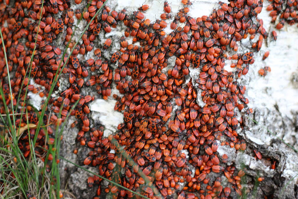 soldado inseto vermelho em uma árvore de bétula, um monte de insetos - Foto, Imagem