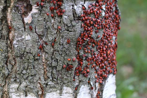 soldado insecto rojo en un árbol de abedul, un montón de insectos - Foto, imagen