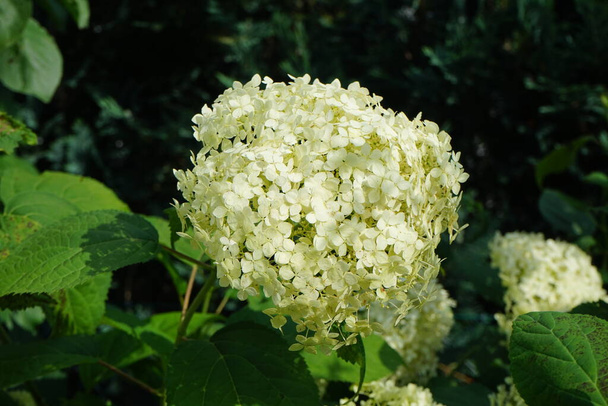 Hydrangea arborescens, commonly known as smooth hydrangea, wild hydrangea, sevenbark, or in some cases, sheep flower, is a species of flowering plant in the family Hydrangeaceae. Berlin, Germany  - Photo, Image
