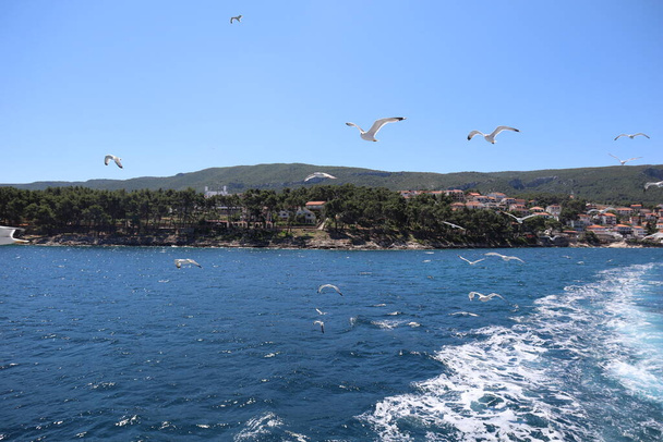 Oiseaux mouettes sur fond de mer, ciel bleu et côte avec pins verts, Jelsa, île de Hvar, Croatie. Un troupeau de goélands en vol avec des ailes déployées sur la mer bleue, sur fond de côte rocheuse par une journée ensoleillée - Photo, image