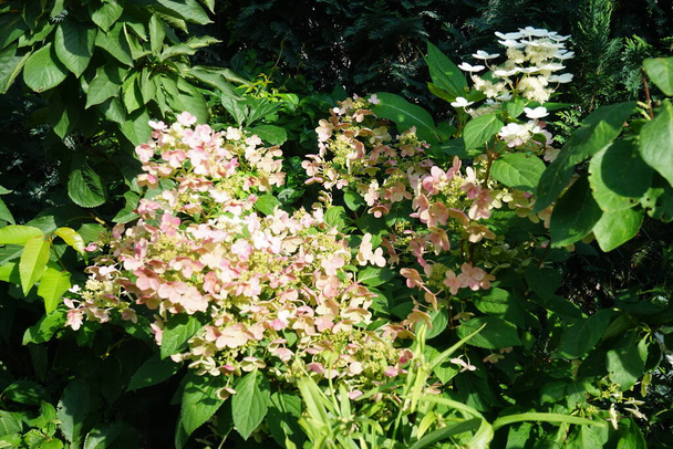 Hydrangea paniculata "Pinky Winky" est la première hortensia panicule caractérisée par une fleur bicolore. Berlin, Allemagne  - Photo, image
