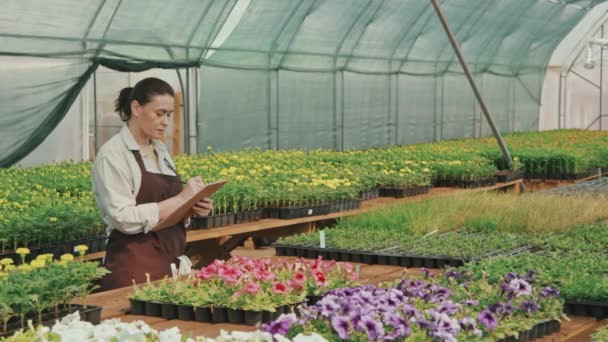 Langsame Aufnahme einer erwachsenen Frau in Schürze, die Topfpflanzen und Blumen auf dem Tisch eines großen Gewächshauses betrachtet und Notizen auf Klemmbrett macht - Filmmaterial, Video