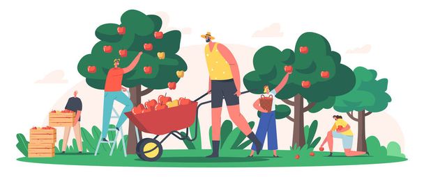 Caracteres Cosechando Manzanas en el Jardín o Huerto, Jardineros Recogiendo Cultivo de Frutas, Producción Agrícola Ecológica Saludable - Vector, imagen