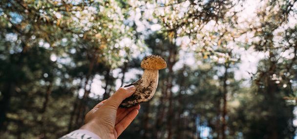 Survival skill in great outdoors. Hand holding small Porcini mushroom. Closeness to the nature. hiking and mushroom picking.  - Foto, imagen