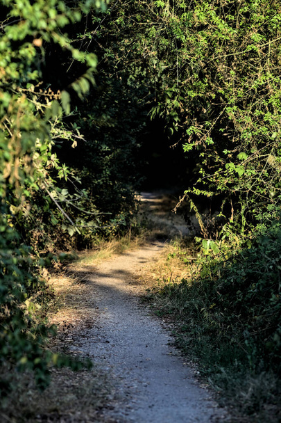 Tiny shady path with trees arching on it in a park in the countryside at sunset - Photo, image
