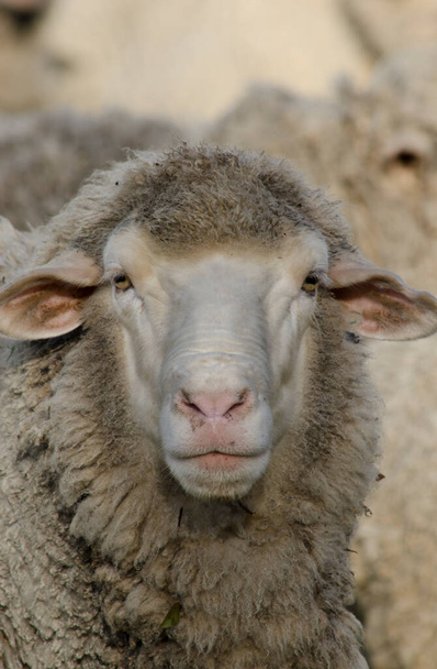 ovejas de lana frente a la cámara, ovejas de lana sucia - Foto, Imagen