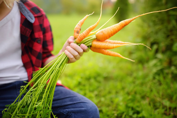 Happy little boy helps family to harvest of organic homegrown vegetables at backyard of farm. Child holding bunch of fresh carrot and having fun. Healthy vegetarian food. Local business. Harvesting. - Фото, изображение